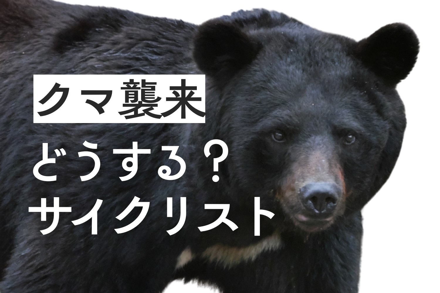 クマ サイクリスト.jpg